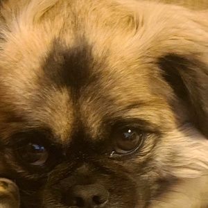 Meet your Posher, Frank